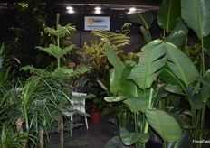 Lots of green on display at the Axarquia Plants stand.